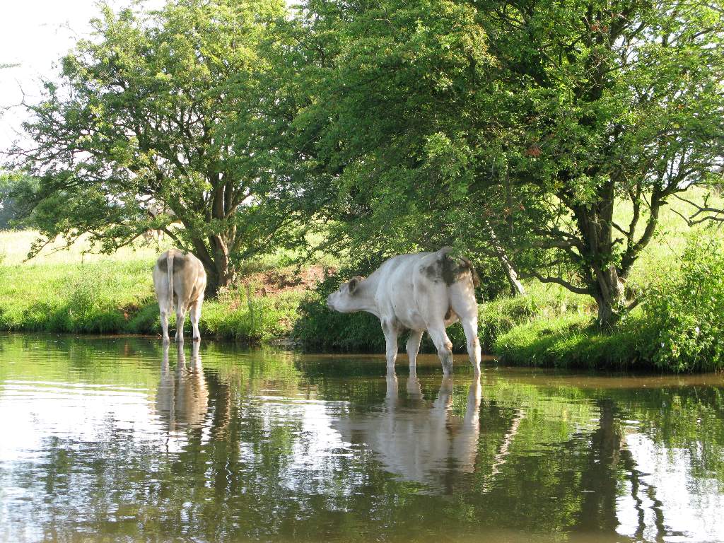Cows