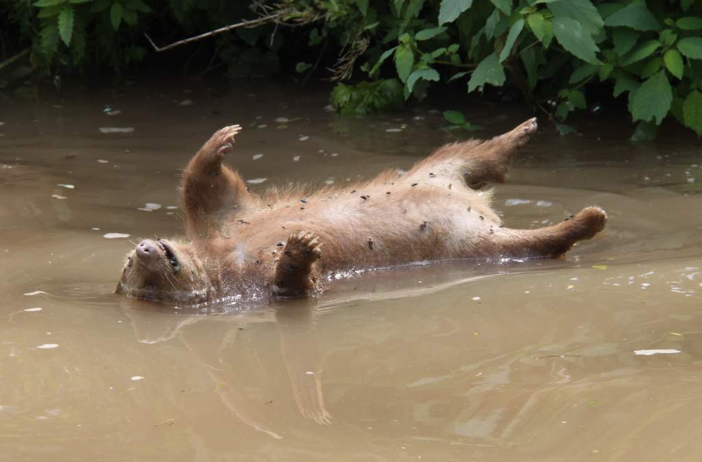Beaver